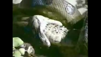 анаконда срещу крокодил 