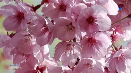 Andre Rieu - Spring Flowers