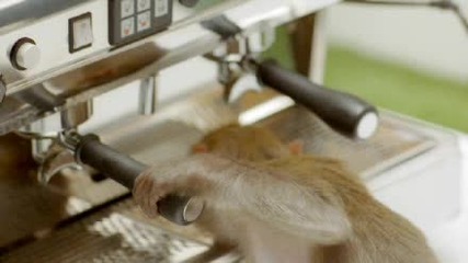 Яка реклама на Costa Coffe с маймунки