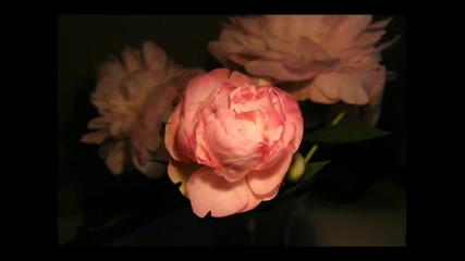 Flowers Opening 