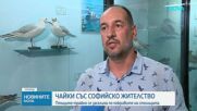 Чайки трайно се заселиха по покривите в София