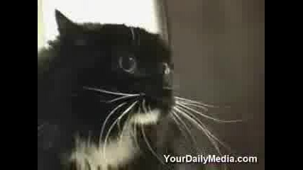 Говорещи Котки