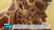 Бебе жираф се роди в лондонски зоопарк