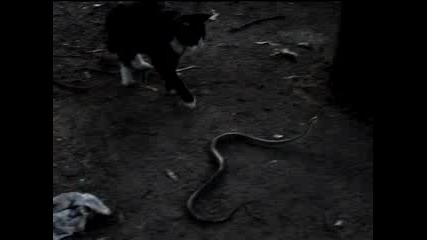 Бой Между Котка И Змия