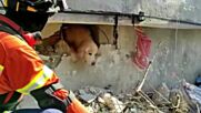 Спасиха куче изпод руините в Антакия