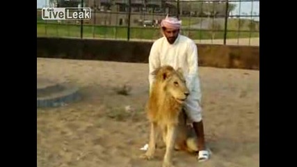 Арабин си играе с лъв 