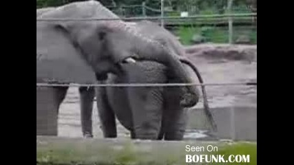 Тези слонове срам нямат (смях) 