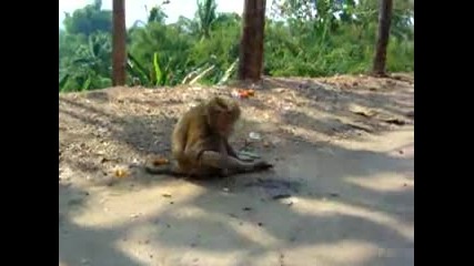 Маймунка която пуши цигара !!!
