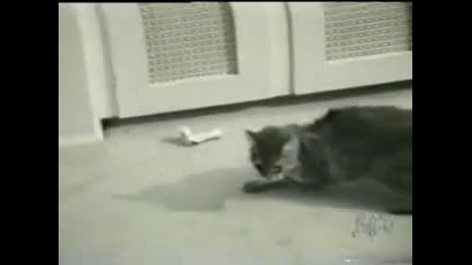 много смешно патане на котка