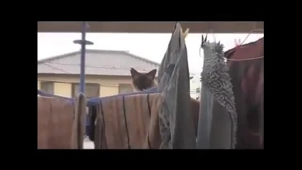 Паркур котка се засажда
