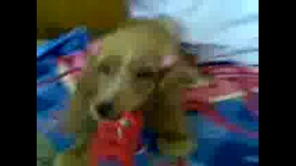 Видео001.3gp
