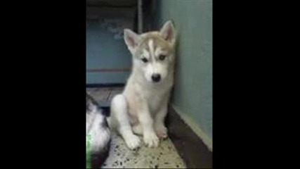 A Husky Moovie