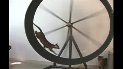 Котки