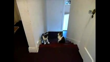 Котета се боксират 