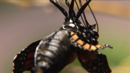 Съхрани! - Save! Beautiful Nature - Monarch Migration