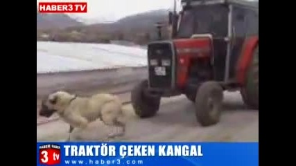Kangal traktor cekiyor