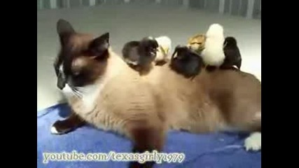 Amazing Pitbull,  Cat & Chicks