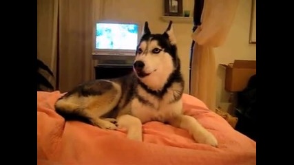Husky Dog Talking - I love you 
