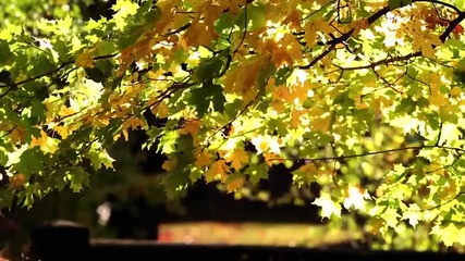 Futaghi _fall Branch_