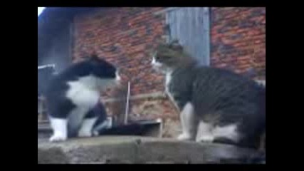 (котки се карат) Киро и Хектор 