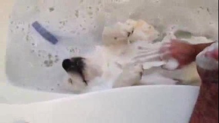 Куче се къпе във ваната - Смях