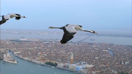 Жерави Летят Над Венеция - Удивителна Гледка!