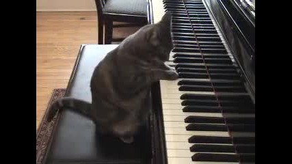 Котка Пианист - смях