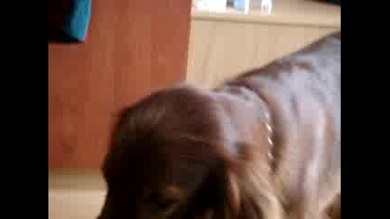Saraa