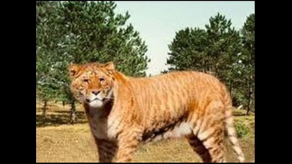 lion!!