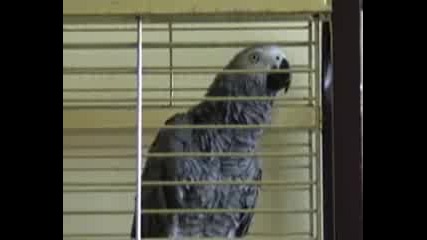 Parrot - Papa