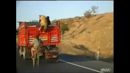 Как арабин краде овце от камиона в движение!