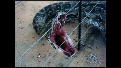 Най - голямата змия на света намирана някога!!! - 1.7 Тона!