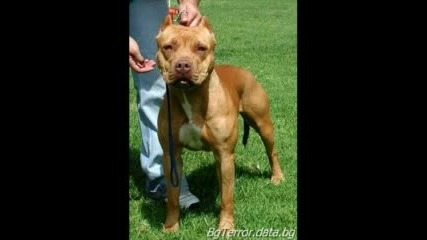 Pitbul