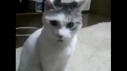 Невероятно ! ! ! Котка с Невероятно Шокиран Поглед - Смях 