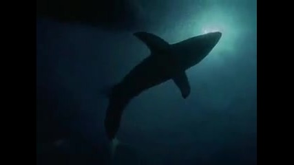 Shark аttack_1