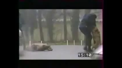 Добре обучени кучета :)