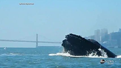 Китове в залива на Сан Франциско
