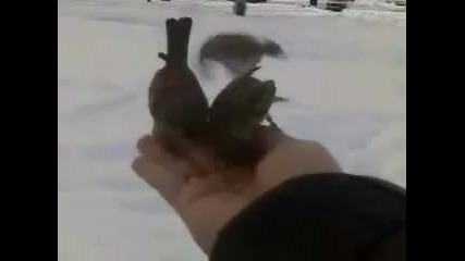 Песничка На Врабчето - Детски Песнички