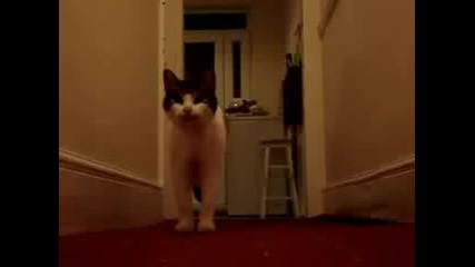 cat Tiggy talking speaking saying hello.avi 