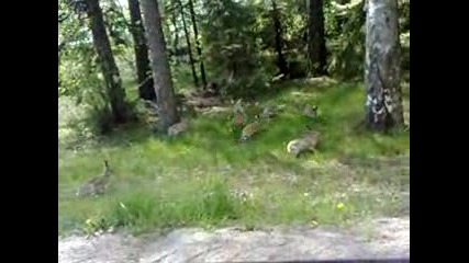 Зайци си играят и се Забавляват