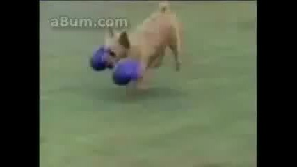 Funny Dogs 