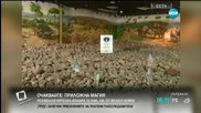 Откриха 43 яйца на динозавър в Китай