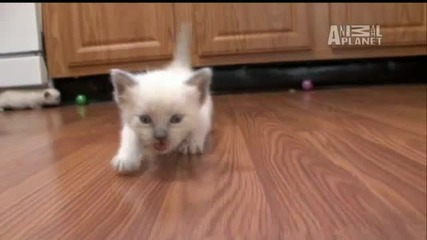 Cats 101 - Munchkin 