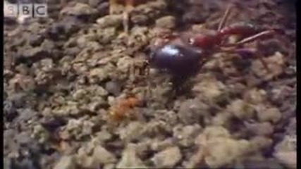 Мравките Сиафу срещу Червените мравки