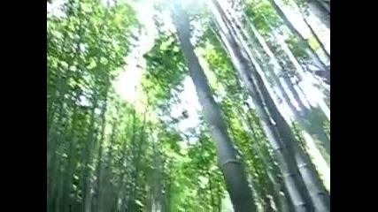 бамбукова гора 