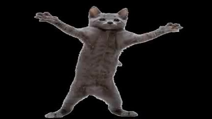 cat im a kitty cat 