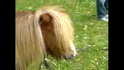 malkoto poni