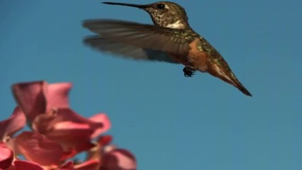 Priroda I _ Nature I