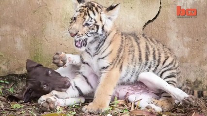 Бебе тигър и куче се радват на споделено приятелство