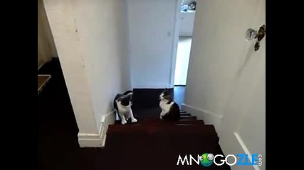 Котешки бокс